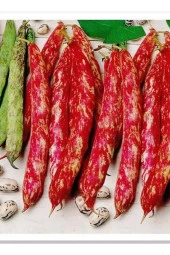 AGRODAL TARIM Yerli Oturak Barbunya Eda Tohum 50 Adet thumbnail 1