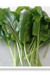 AGRODAL TARIM Ata Tohumu Yerli Doğal Yaprak Pazı Sarma 100 Adet Tohum thumbnail 1