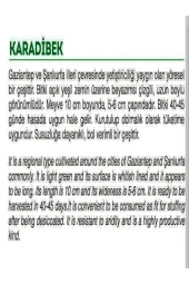 AGRODAL TARIM Ata Tohumu Doğal Yerli Turşuluk Kara Acur Karadibek 100 Adet Tohum thumbnail 2