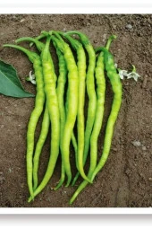 AGRODAL TARIM Ata Tohumu Yerli Doğal Sivri Biber Acı Kıl 1000 Adet Tohum thumbnail 1