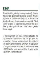 AGRODAL TARIM Ata Tohumu Yerli Doğal Küçük Bamya Çiçek Bamyası 100 Adet Tohum thumbnail 2