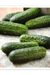 AGRODAL TARIM Yüksek Verimli Hibrit Turşuluk Hıyar Kornişon Tohumu Can F1 100 Adet Tohum thumbnail 1