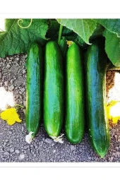 AGRODAL TARIM Yüksek Verimli Hibrit Hıyar Oturak Salatalık Tohumu Bediz-f1 30 Adet Tohum thumbnail 1