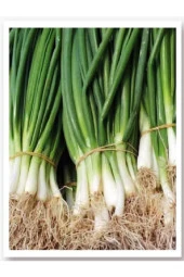 AGRODAL TARIM Ata Tohumu Yerli Doğal Taze Yeşil Soğan Bostan Tohumu 1000 Adet Tohum thumbnail 1