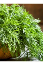 AGRODAL TARIM Ata Tohumu Yerli Mis Kokulu Dereotu Ferah 1000 Adet Doğal Tohum thumbnail 1