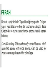 AGRODAL TARIM Ata Tohumu Yerli Mis Kokulu Dereotu Ferah 1000 Adet Doğal Tohum thumbnail 2