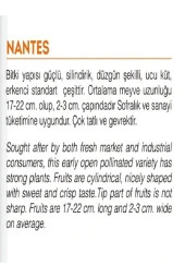 AGRODAL TARIM Ata Tohumu Yerli Havuç Tohumu 1000 Adet Doğal Tohum thumbnail 2