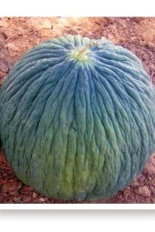 AGRODAL TARIM Ata Tohumu Yerli Ankara Kavunu Hasanbey Kışlık Kavun Tohumu 100 Adet Doğal Tohum thumbnail 1