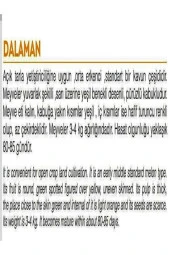 AGRODAL TARIM Ata Tohumu Yerli Kavun Dalaman Kavunu 100 Adet Doğal Tohum thumbnail 2