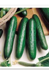 AGRODAL TARIM Yüksek Verimli Hibrit Hıyar Oturak Salatalık Tohumu Beıth Alpha-f1 30 Adet Tohum thumbnail 1