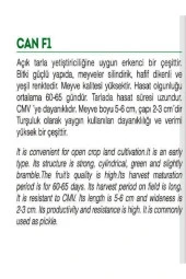 AGRODAL TARIM Yüksek Verimli Hibrit Turşuluk Hıyar Kornişon Tohumu Can F1 100 Adet Tohum thumbnail 2