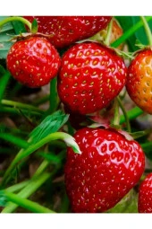 AGRODAL TARIM Yerli Çilek Yediveren Tohum 0,1 gr thumbnail 6