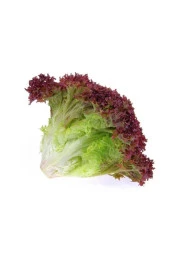 AGRODAL TARIM Ata Tohumu Yerli Doğal Salata Kırmızı Kıvırcık Marul 1000 Adet Sebze Tohumu thumbnail 3