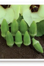 AGRODAL TARIM Ata Tohumu Yerli Doğal Küçük Bamya Çiçek Bamyası 100 Adet Tohum thumbnail 1