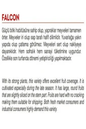 AGRODAL TARIM Ata Tohumu Yerli Doğal Oturak Sofralık Domates 1000 Adet Tohum thumbnail 2