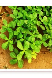 AGRODAL TARIM Ata Tohumu Yerli Doğal Yeşil Semizotu 2000 Adet Sebze Tohumu thumbnail 1