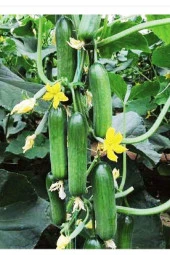 AGRODAL TARIM Hibrit Asma Taze Salatalık Hıyar Inci-f1 10 Adet Tohum thumbnail 1