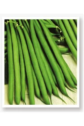 AGRODAL TARIM Ata Tohumu Yerli Oturak Taze Yeşil Fasulye 50 Adet Doğal Tohum thumbnail 1