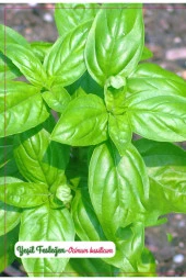 AGRODAL TARIM Yeşil Fesleğen (Geniş Yaprak) Çiçeği 1000 Adet Tohum thumbnail 1