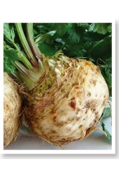 AGRODAL TARIM Ata Tohumu Yerli Doğal Kök Kereviz Tohumu 2000 Adet Tohum thumbnail 1