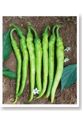 AGRODAL TARIM Ata Tohumu Doğal Tatlı Sivri Çetinel Biber 1000 Adet Yerli Tohum thumbnail 1