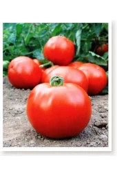 AGRODAL TARIM Ata Tohumu Yerli Doğal Oturak Sofralık Iri Domates 1000 Adet Tohum thumbnail 1