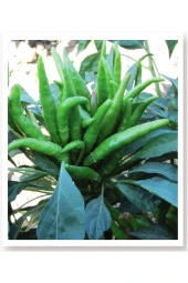 AGRODAL TARIM Ata Tohumu Yerli Doğal Turşuluk Acı Süs Biberi 1000 Adet Tohum thumbnail 1