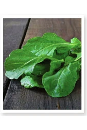 AGRODAL TARIM Ata Tohumu Yerli Yeşillik Doğal Roka Nuran 2000 Adet Sebze Tohumu thumbnail 1