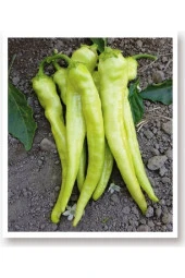 AGRODAL TARIM Ata Tohumu Doğal Tatlı Sivri Biber Yalova Çarliston 1000 Adet Yerli Tohum thumbnail 1