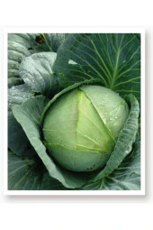 AGRODAL TARIM Ata Tohumu Yerli Doğal Beyaz Lahana Yalova Lahanası 1000 Adet Tohum thumbnail 1