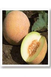 AGRODAL TARIM Ata Tohumu Yerli Doğal Yazlık Bal Kavun Ananas Kavun Tohumu 100 Adet Tohum thumbnail 1