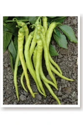 AGRODAL TARIM Ata Tohumu Doğal Tatlı Sivri Biber Yalova Çorbacı 1000 Adet Yerli Tohum thumbnail 1