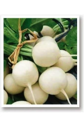 AGRODAL TARIM Ata Tohumu Yerli Doğal Turp Beyaz Inci 500 Adet Tohum thumbnail 1