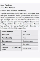 AGRODAL TARIM Yerli Doğal Mis Kokulu Mor Reyhan Çiçeği Tohumu thumbnail 2