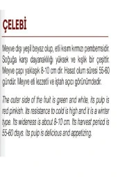 AGRODAL TARIM Ata Tohumu Yerli Doğal Beyaz-kırmızı Turp Çelebi 500 Adet Tohum thumbnail 2