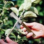 Ahşap Saplı Bıçak Çakı Aşı Bıçağı Profesyonel Çelik Tepeli Uçlu Bağ Ağaç Budama Çentikli Aşı Çakısı 190 mm - 3