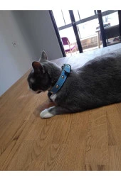 Aksesuarlı Metal Detaylı Deri Kedi Köpek Tasması - 2