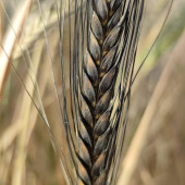 Kappadokia, Atalık Kızılbuğday (Dinkel) Unu - 6x1 Kg - 3
