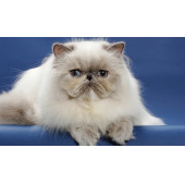 Royal Canin Adult Persian Yetişkin Kedi Maması 2 Kg - 2