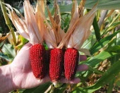 Kırmızı Mini Çilek Mısırı Tohumu thumbnail 2