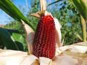 Kırmızı Mini Çilek Mısırı Tohumu thumbnail 3