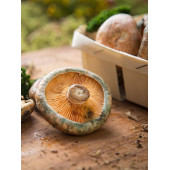 Kanlıca Mantarı Çintar Çam Melki Mantarı Deneme Kiti thumbnail 2