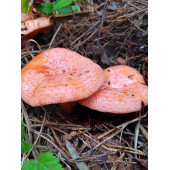 Kanlıca Mantarı Çintar Çam Melki Mantarı Deneme Kiti thumbnail 4