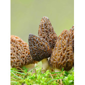 Kuzu Göbeği Mantarı  Miseli Mantar Miseli Tohumu 30cc thumbnail 2