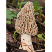 Kuzu Göbeği Mantarı  Miseli Mantar Miseli Tohumu 30cc thumbnail 4