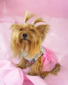 Pinky Minnie Tütülü Köpek Elbisesi, Kıyafeti Tutu - 5