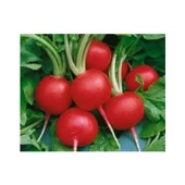 Bursa Tohum Bt Burkır İri Yuvarlak Kırmızı Turp 25Gr - 1