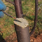 EFOR MAX AŞI MACUNU 500 GR AŞI VE BUDAMA İÇİN AŞI MACUNU TÜM AŞI TÜRLERİYLE UYUMLU - 3