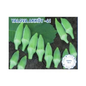 Bursa Tohum Yalova Akköy 41 Bamya 25GR 2 Paket - 1