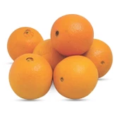 Tüplü Yarı Bodur Tipte Washıngton Portakal Fidanı (Meyve Verir Durumda) - 2